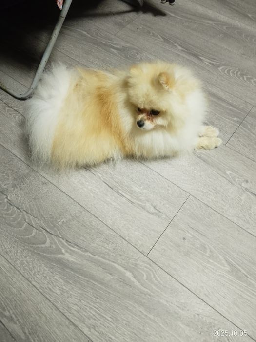 Шпіц хлопчик в'язка