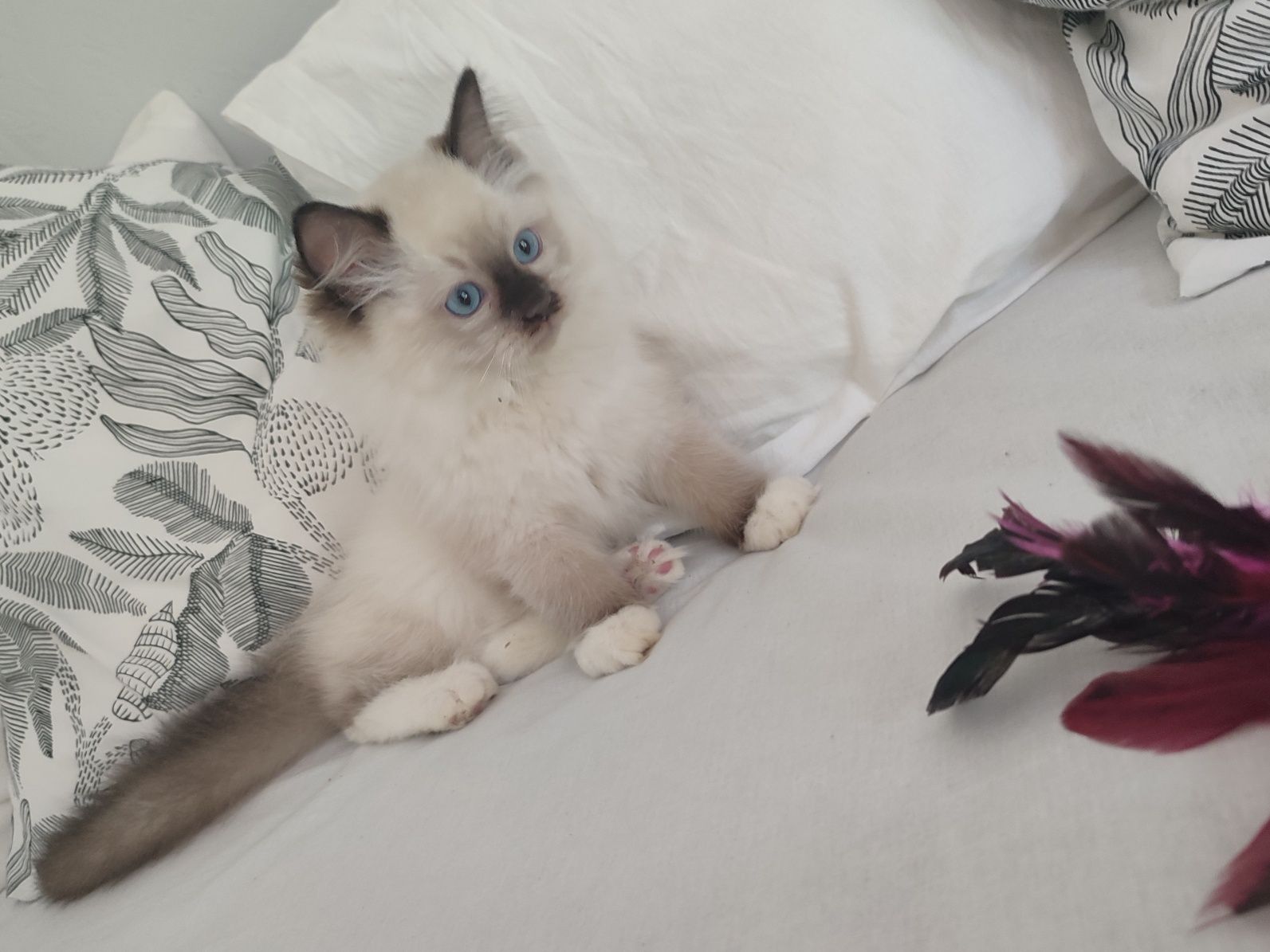 Kocurek RAGDOLL seal mitted GOTOWY do odbioru