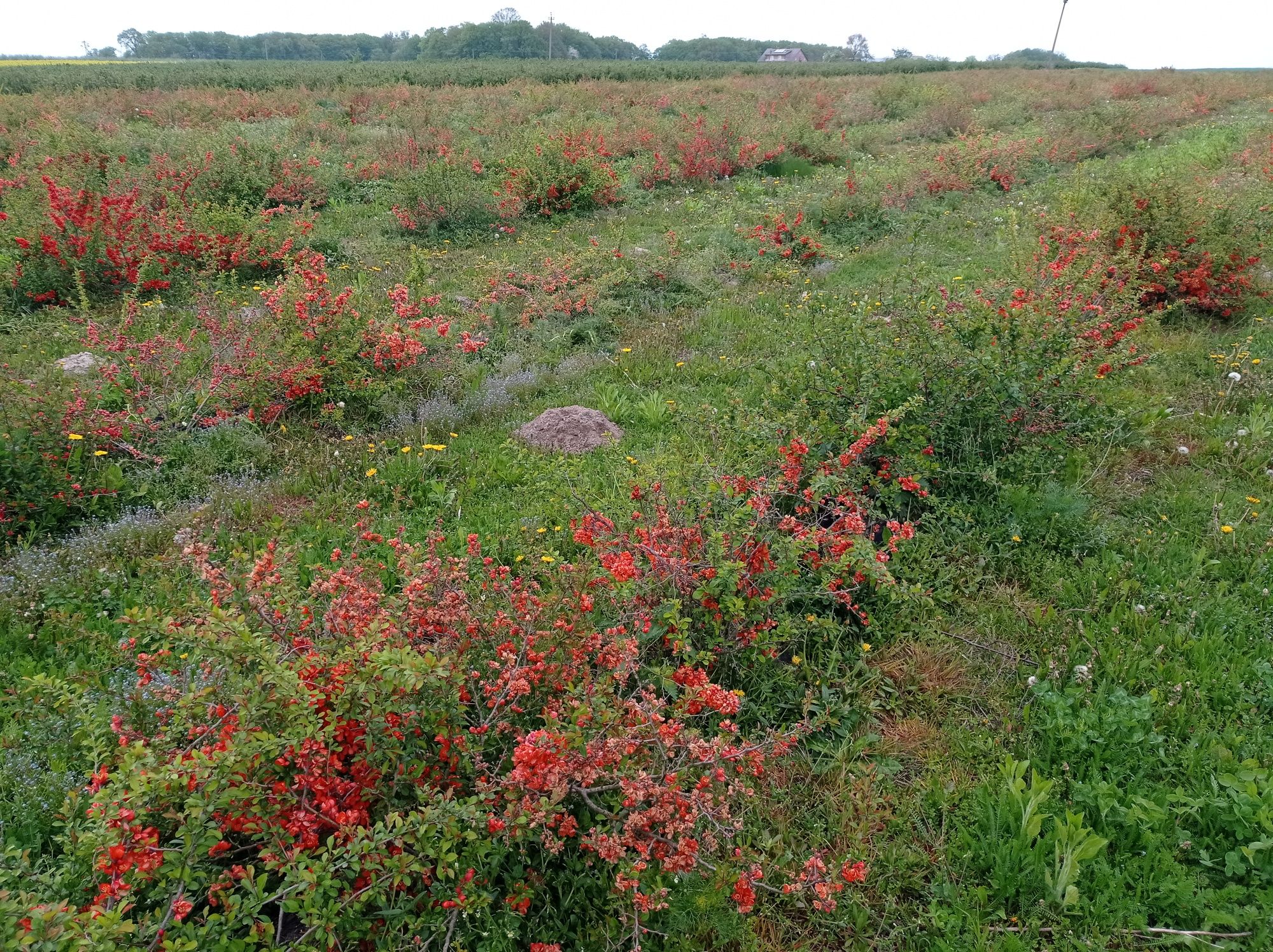 Pigwowiec owoce Plantacja ekologiczna.