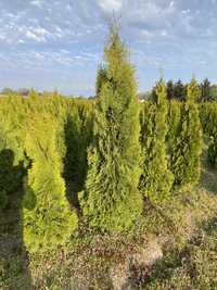 Thuja Hoseri Tuja szmaragd brabant - NASIELSK