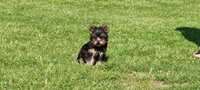 York Yorkshire Terrier Piesek