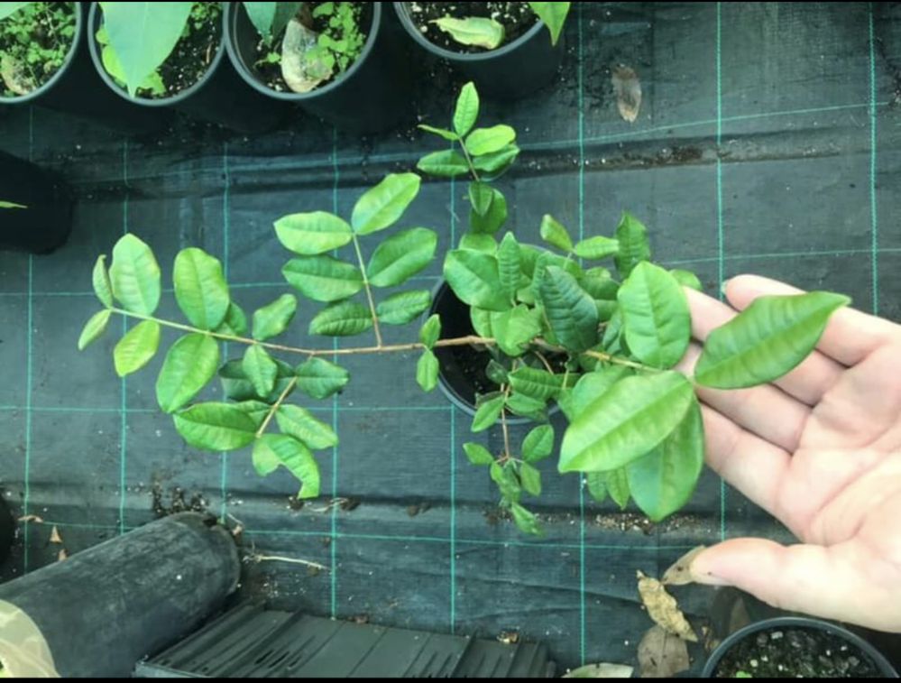 Pitangatuba fruta rara do Brasil