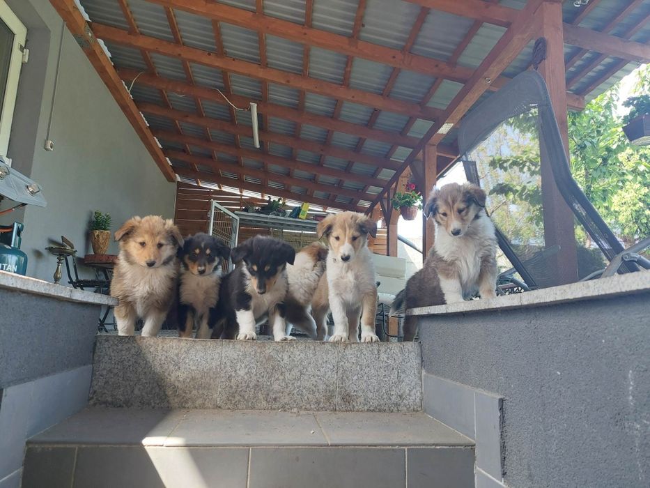 Owczarek szkocki collie lessi suczki pieski kielce rodowody zachipowan