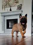 Owczarek belgijski malinois szczenię