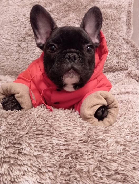 Цуценята французького бульдога шукають родину!