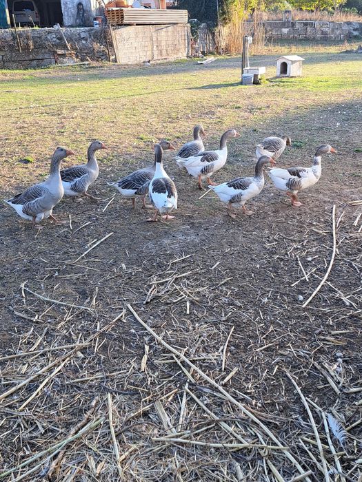 Vendo gansos do campo