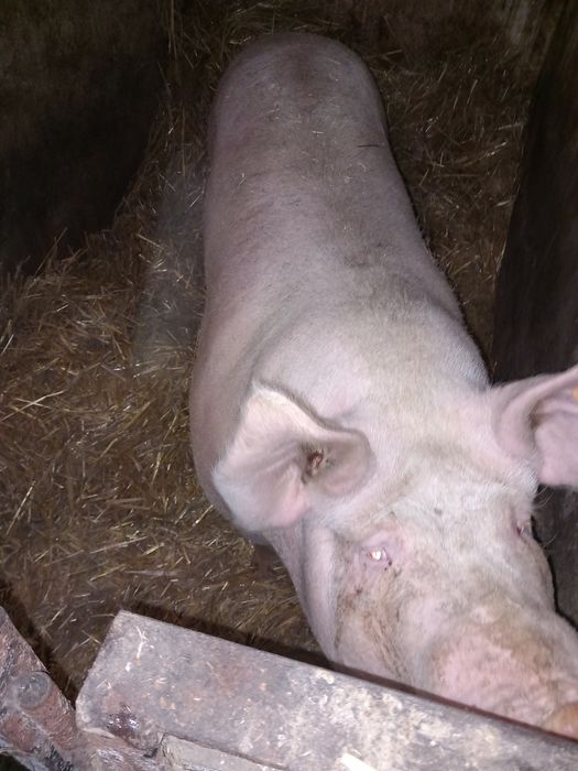 Sprzedam maciore 5 zł za kg