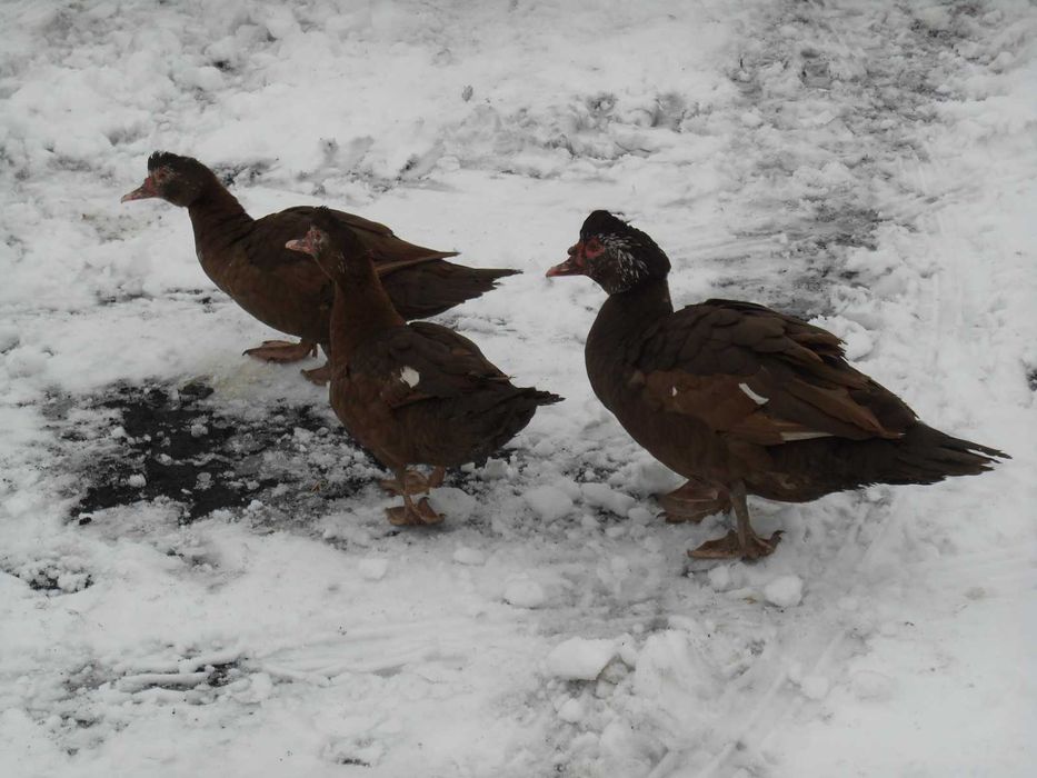 Kaczki, kaczka, kaczory piżmowe, piżmówki