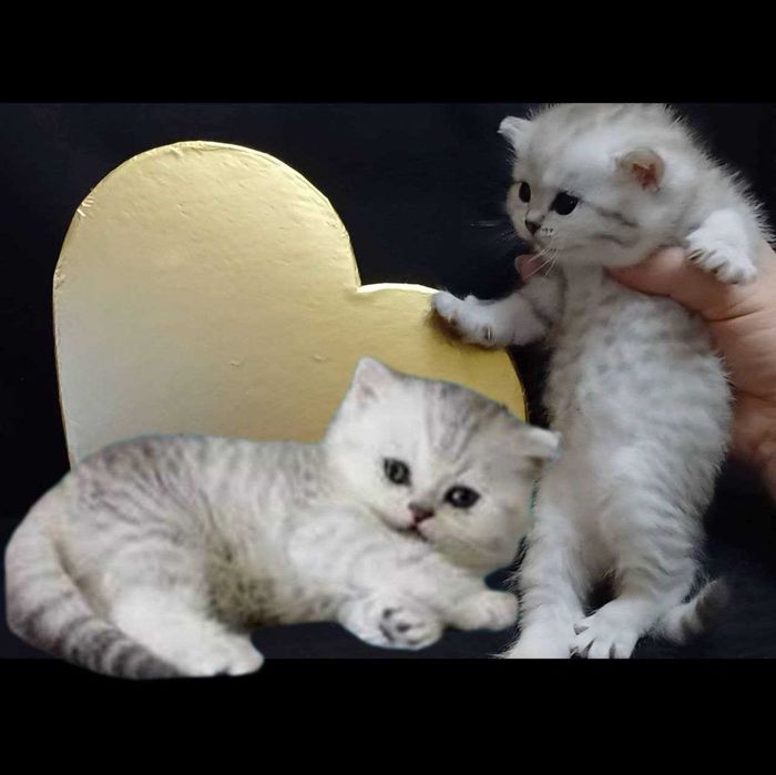 Вишуканого забарвлення шиншилки, срібно -мрамурові кошенята