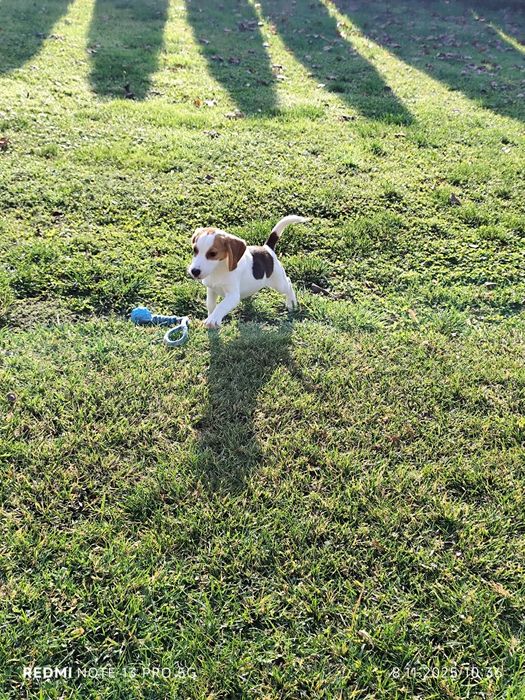 Suczka Beagle gotowa do odbioru metryka czip wyprawka