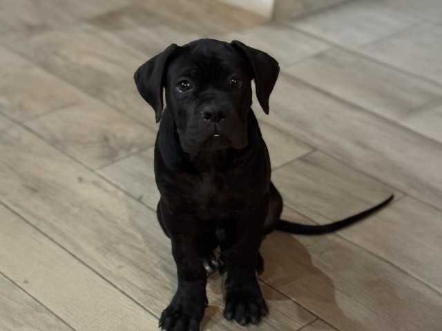 Cane Corso Merlin czarny samiec ZKwP/FCI