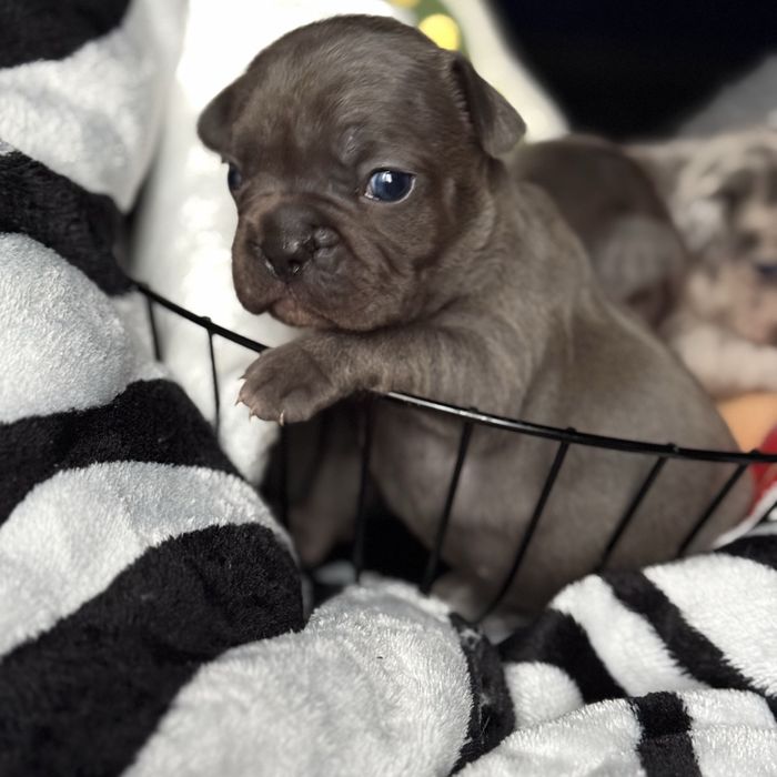 Продам цуценят французького бульдога