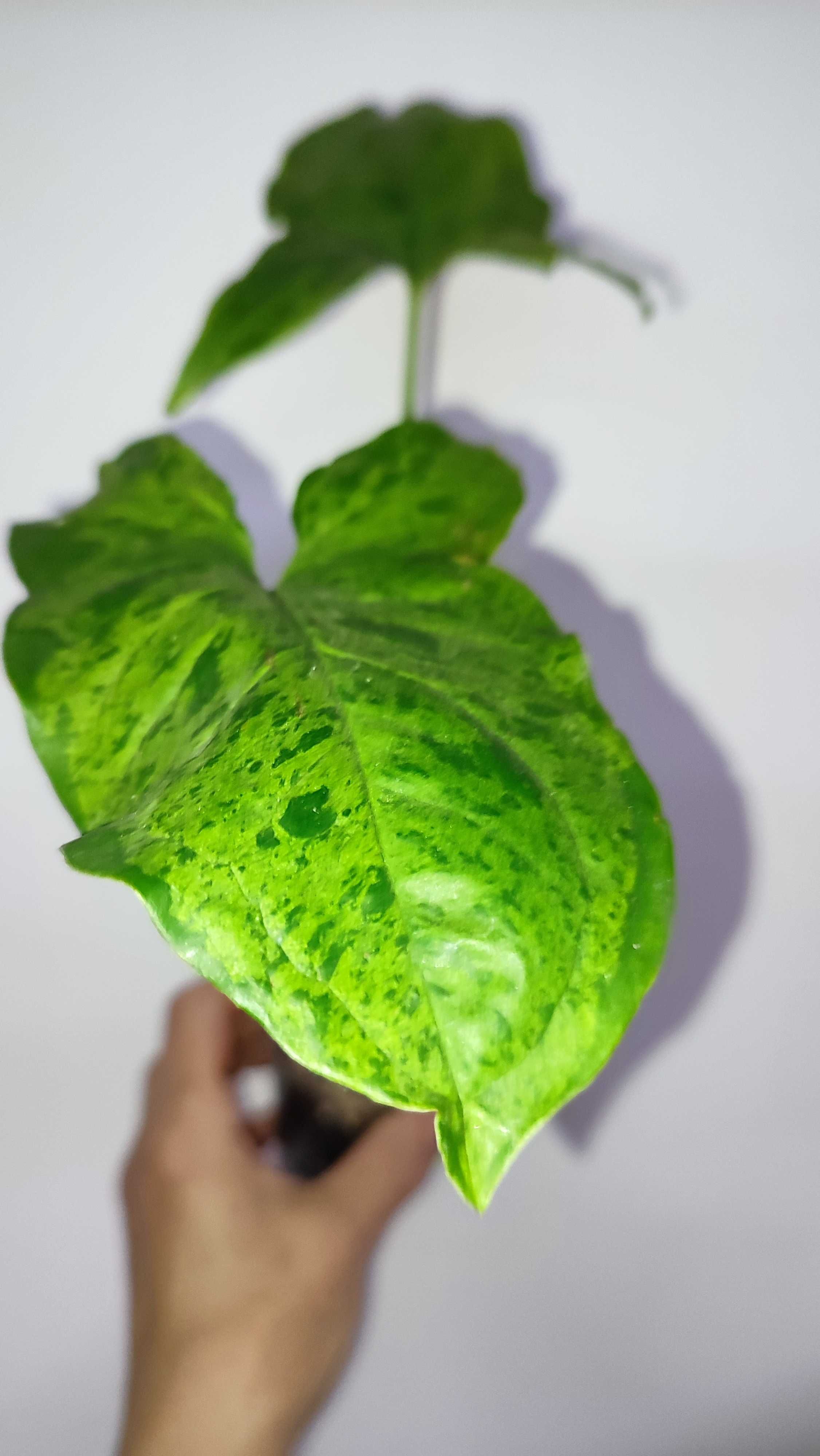 Syngonium Mottled Mojito