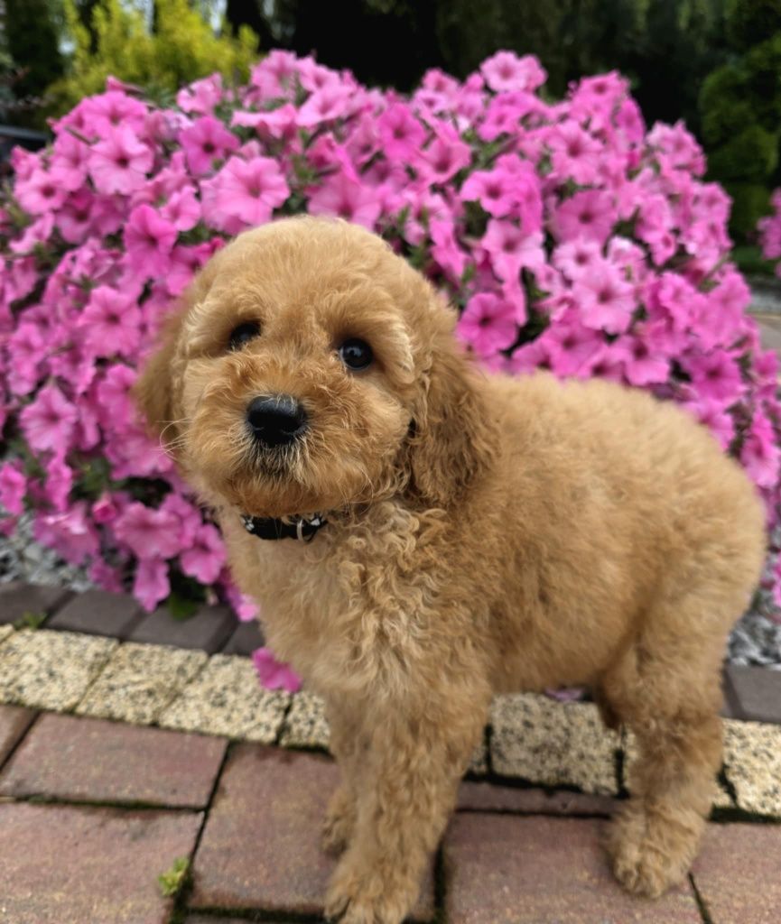 Golden Doodle Bily mini  do 15 kg