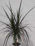 Kwiat doniczkowy Dracena