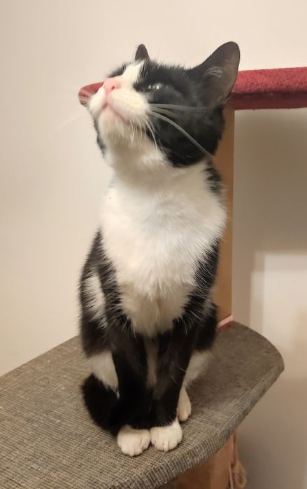 Kotka w typie brytyjski