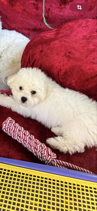 Бішон фрізе офіційні