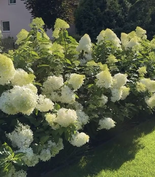 Hortensja bukietowa- Vanile Fraise, Limelight