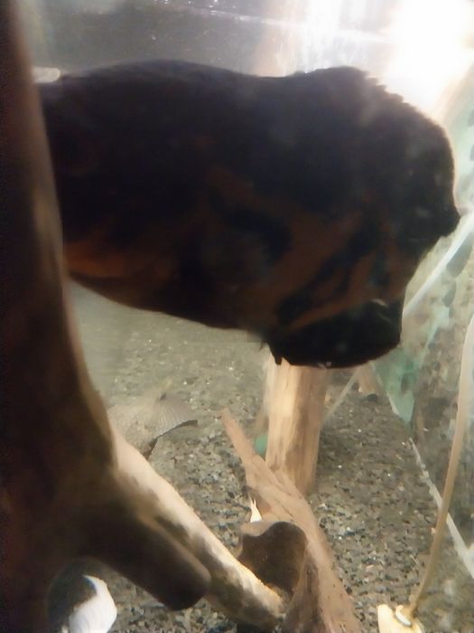 Duże ryby akwariowe