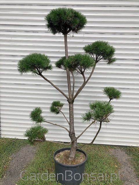 Bonsai - Sosna pospolita - PINUS SYLVESTRIS - KULE - 180 cm