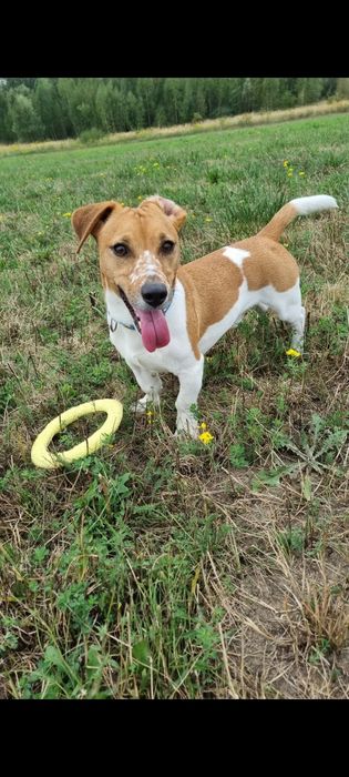 Zaginął pies OZZI jack russell Śląsk Rybnik Rydułtowy NAGRODA 2000zł