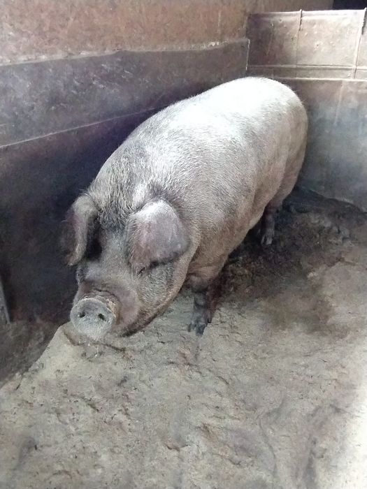 Продам свиноматку