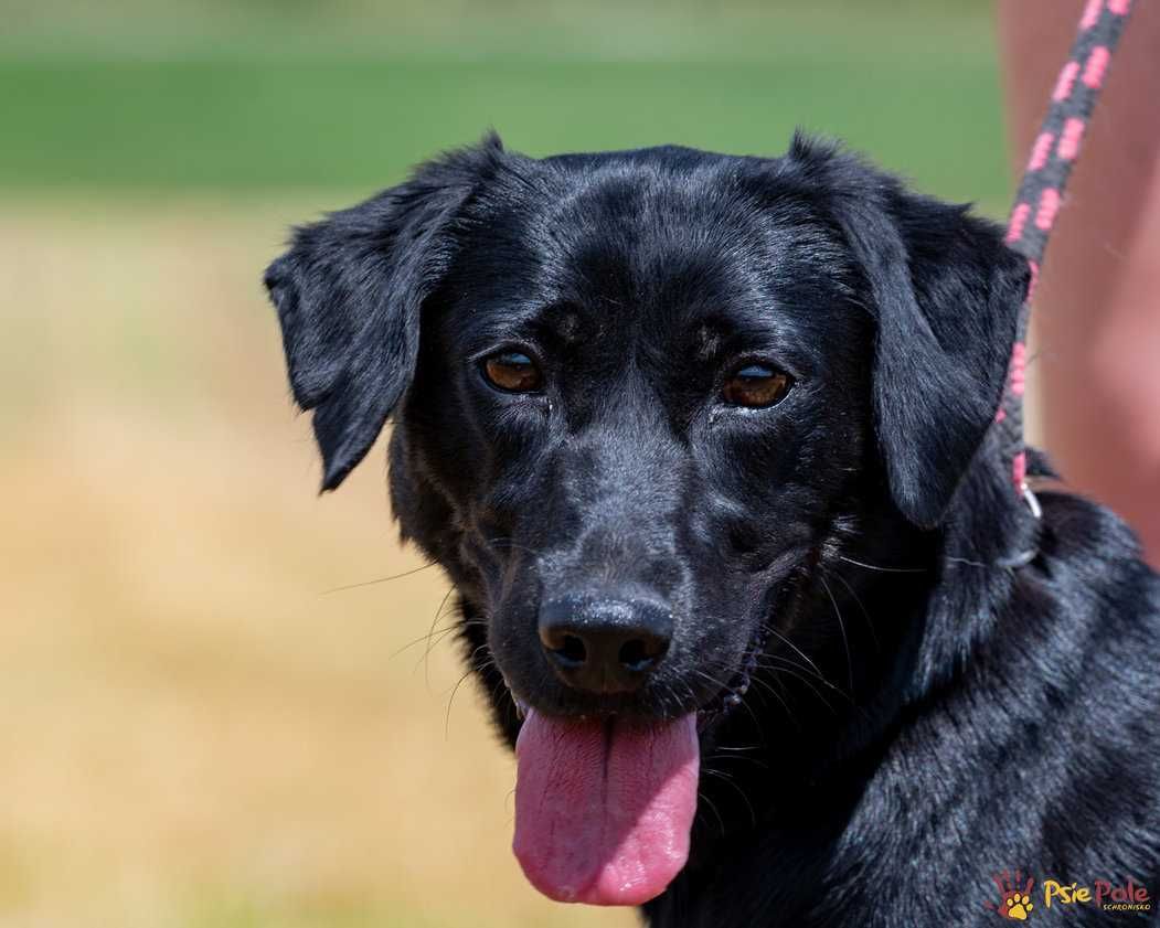 Bonnie - młoda, łagodna, kochana suczka jak labrador SCHRONISKO