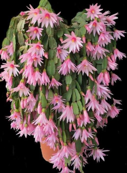 Рождественник різні сорта