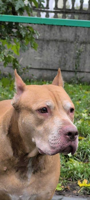 Spokojna, łagodna Baryłka do adopcji