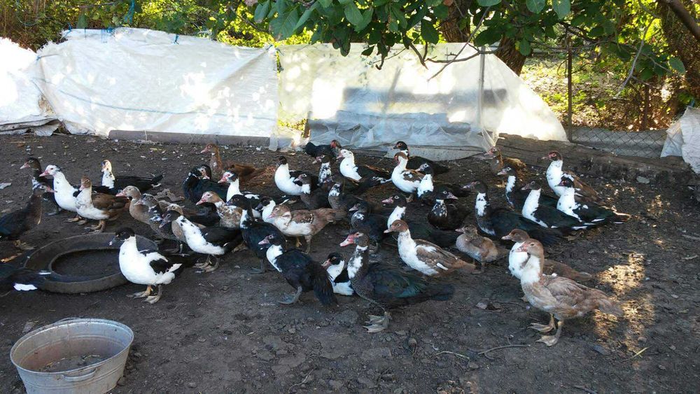 Продам качок. Вознесенський р-н.
