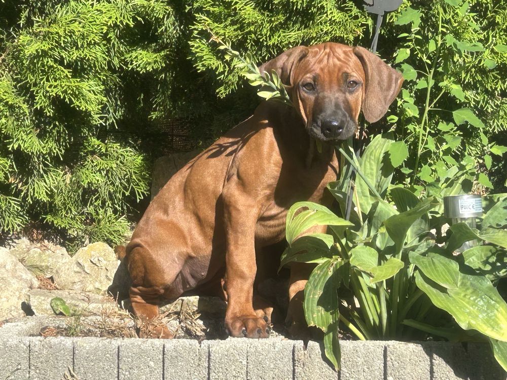 Rhodesian ridgeback - dwie ostatnie suczki