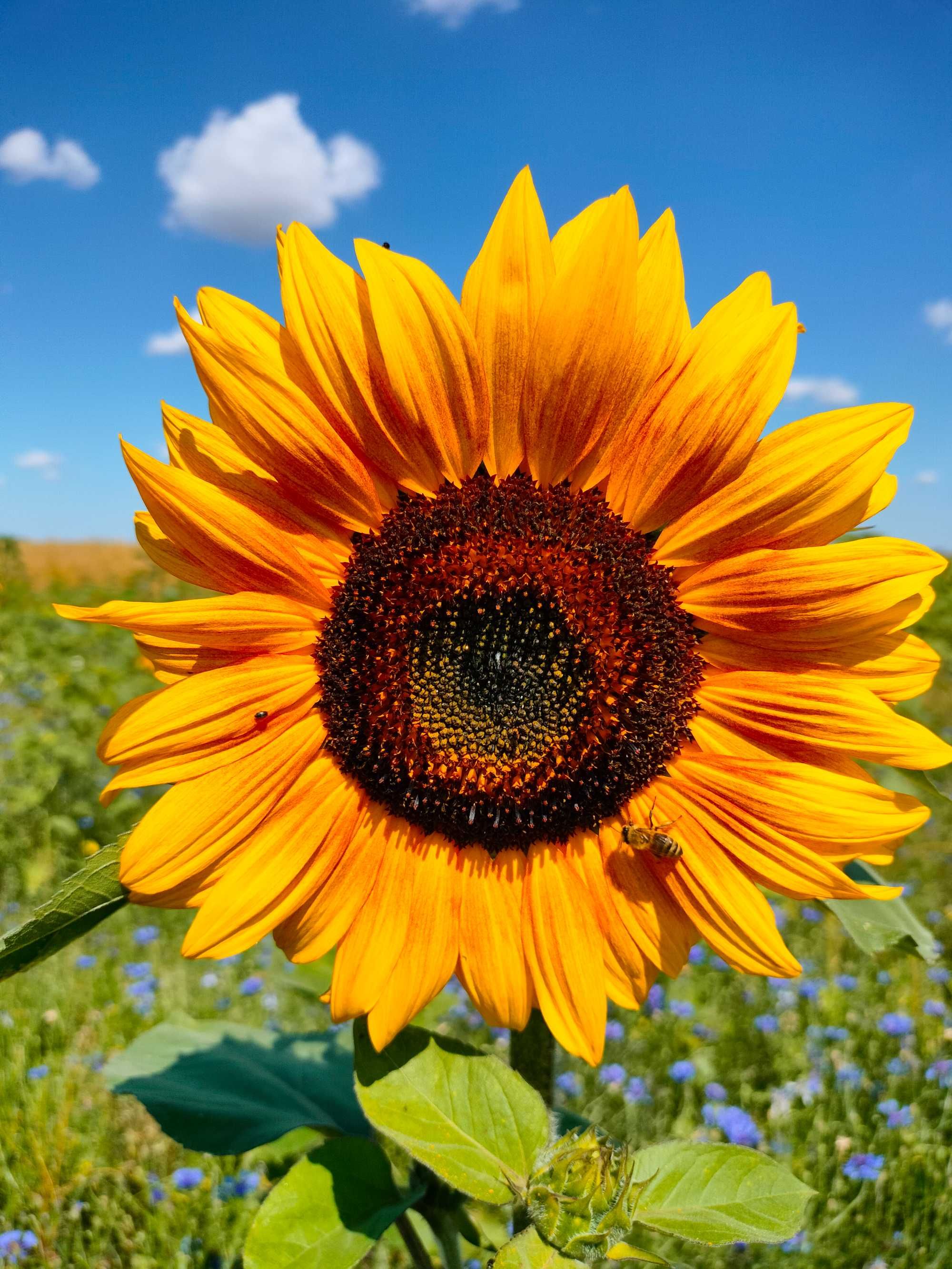 Słonecznik ozdobny na kwiat cięty nasiona FAKTURA PASZPORT - ARiMR