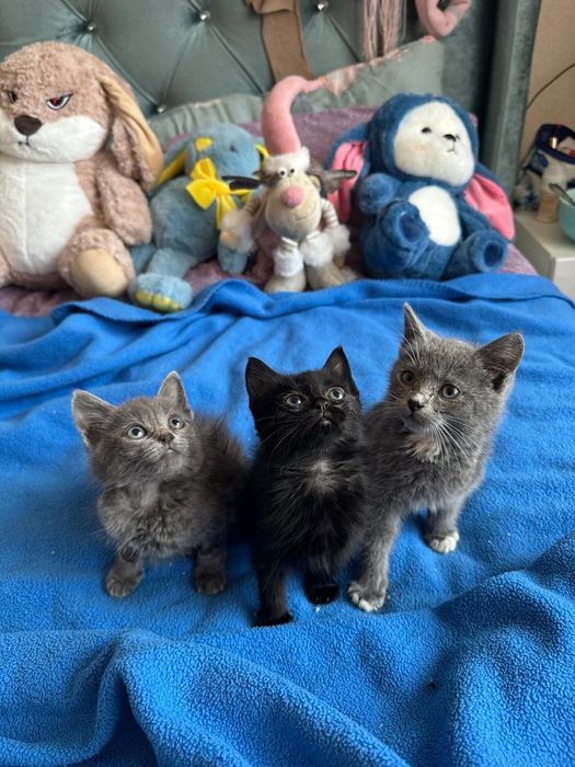 Кошенятка шукають родину