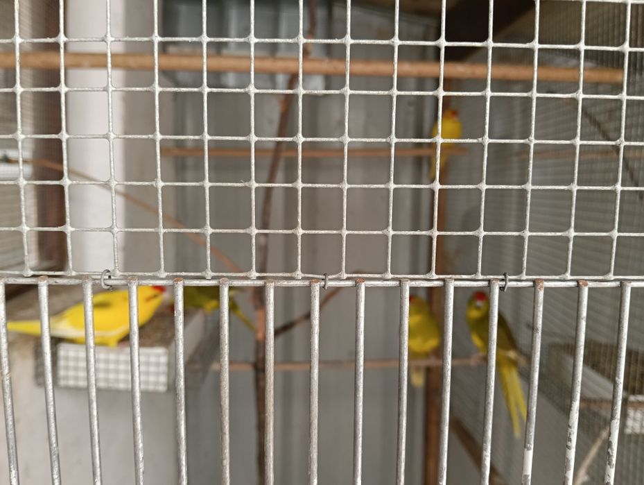 Vendo kakarikis já grandes