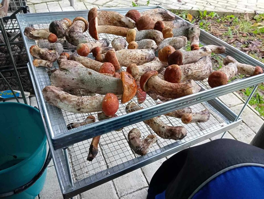 нова сушка,сушилка для сухоруктів та грибів...