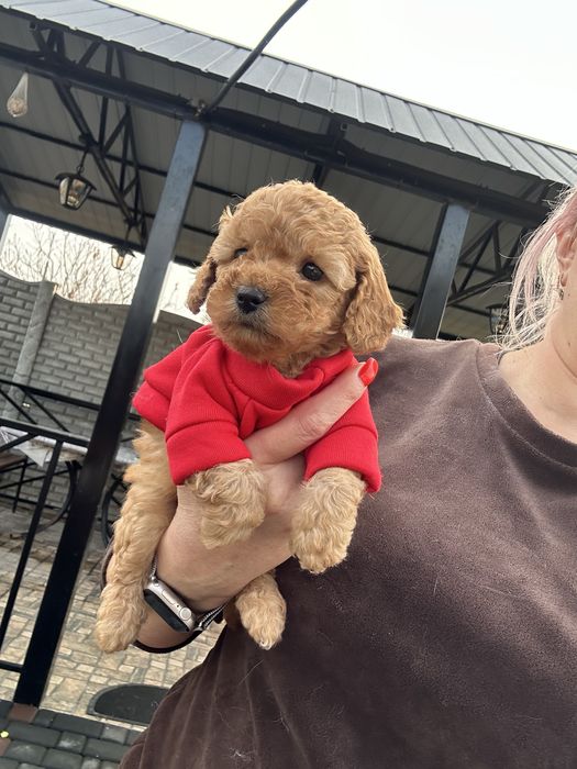 Милая кукла мальтипу