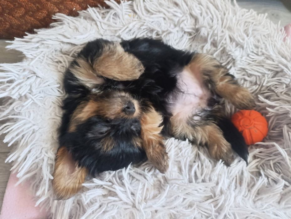 Тендітна дівчинка міні йорк