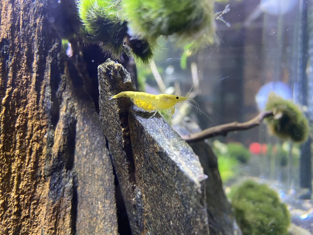 Krewetki neocaridina yellow żółte akwariowe rybki