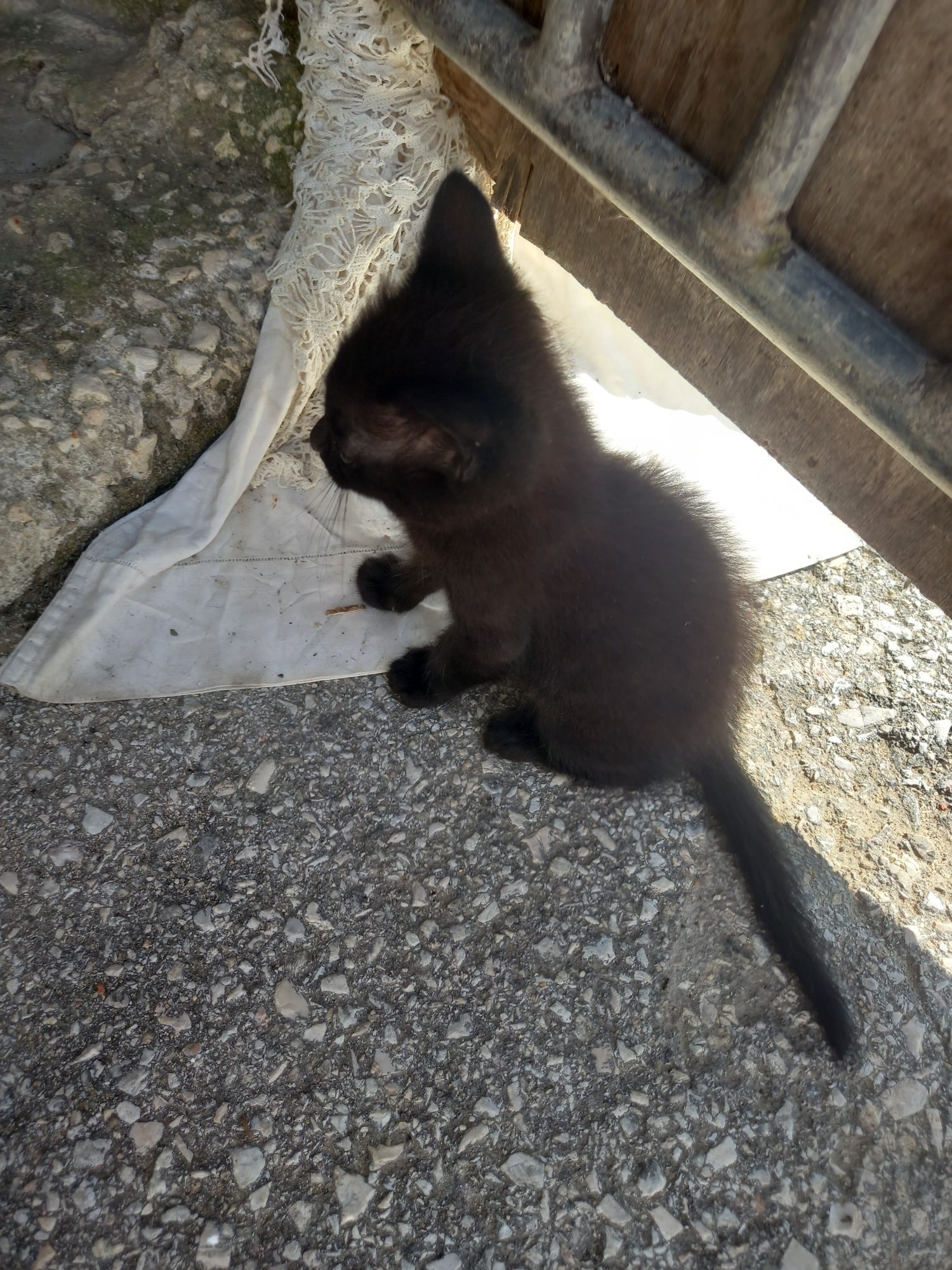 Gatos com pelo pretos