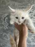 Rezerwacja Kocurek Maine Coon
