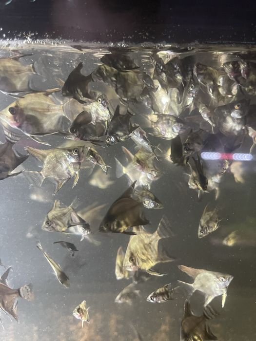 200 sztuk skalarów pinoy i blue smoke mlode 2,5 miesiaca