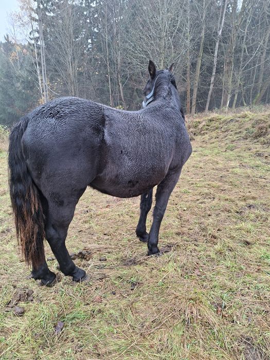 Sprzedam ogierka Śląskiego