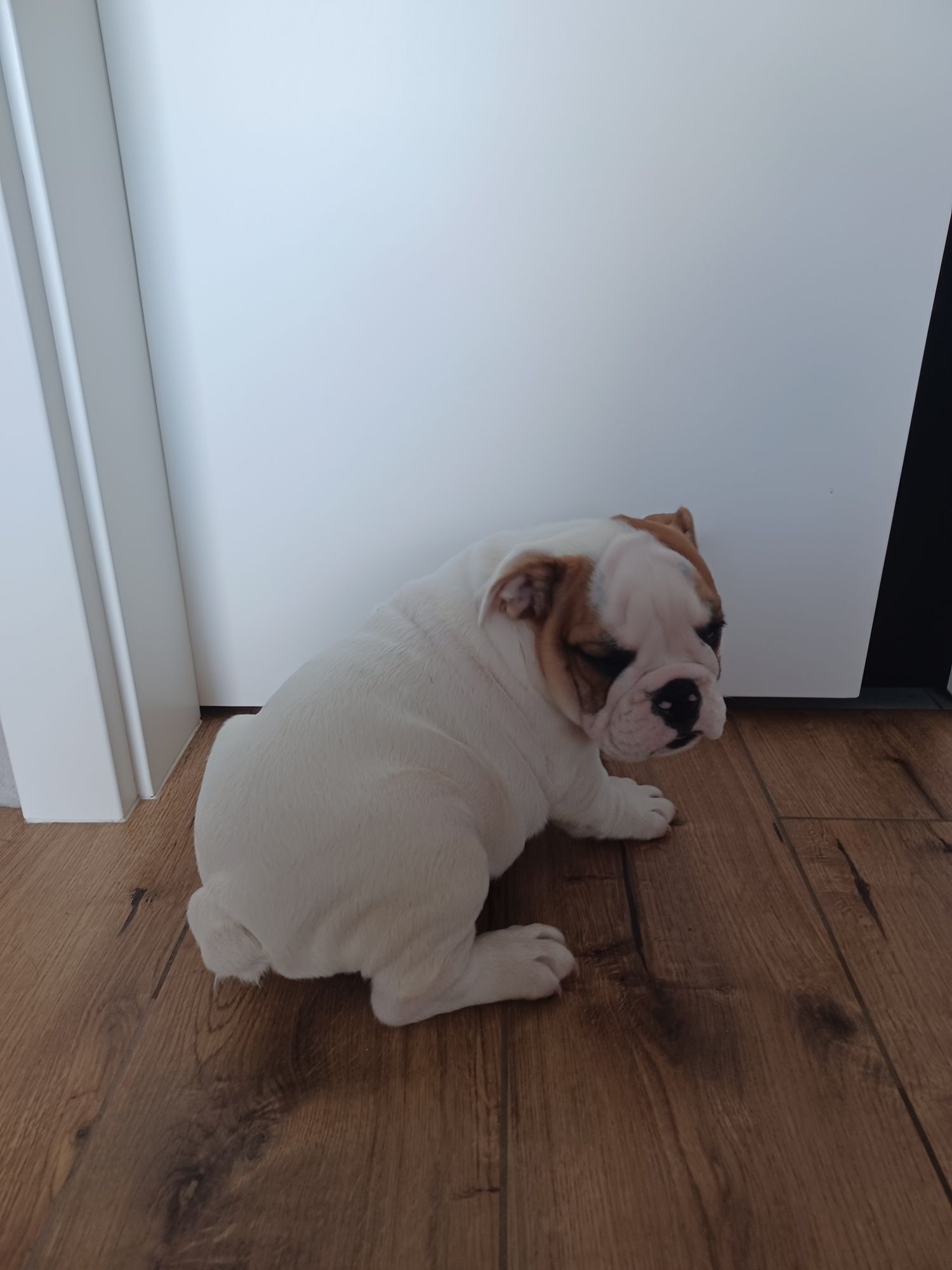 Szczeniak buldog angielski