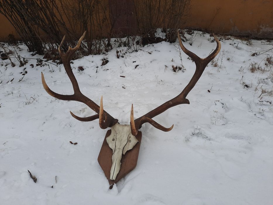 Polecam świetne Poroża jelenia