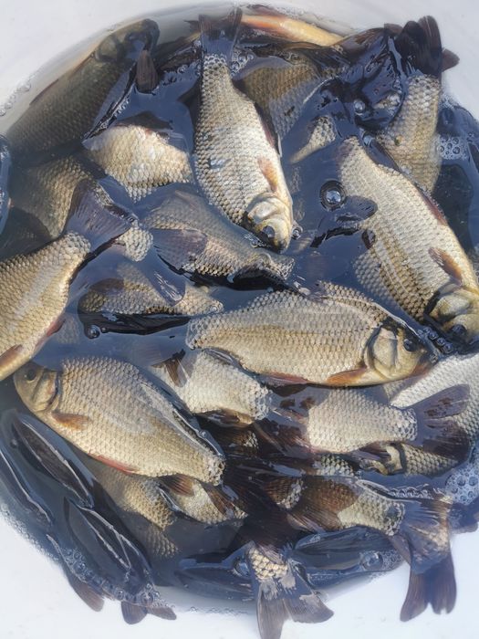 Narybek karpia amura karp koi jesiotr orfa pstrąg