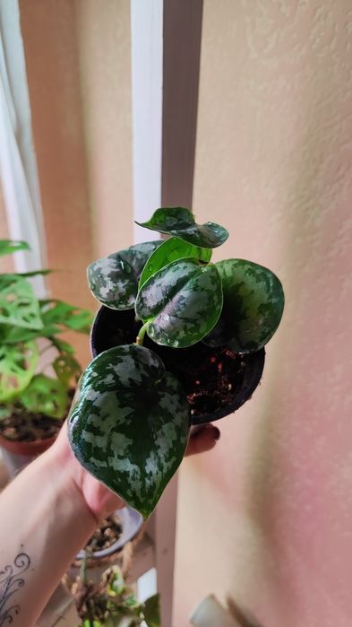 Сциндапсус требі