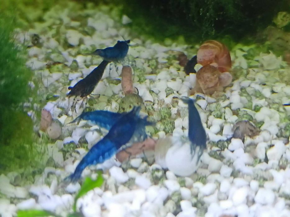 Krewetki niebieskie , neocaridina blue velvet