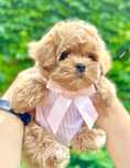 Laleczkowata Sunia Maltipoo Cudeńko