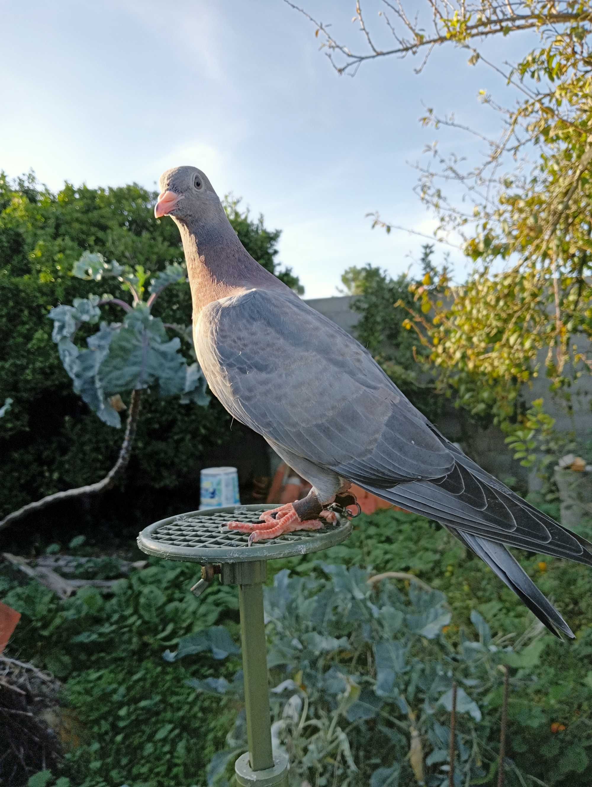 Pombos negaça franceses(Gascogne)