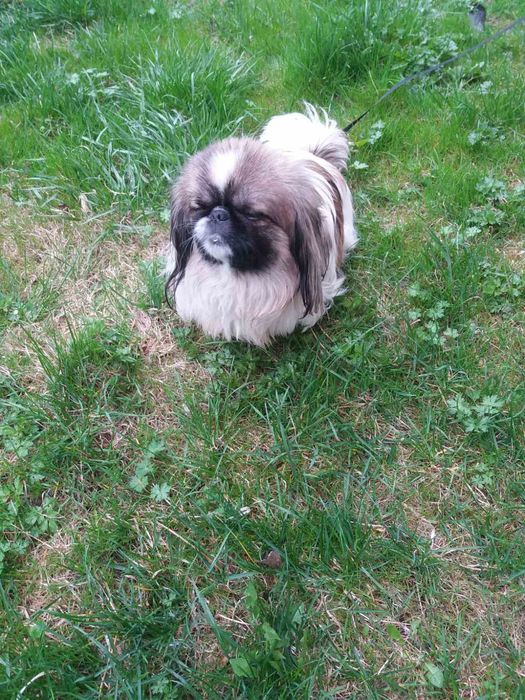 Пекінеси 3 місяці хлопчик і дівчинка